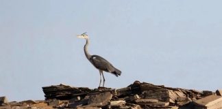 Illizi : recensement de plus d’un millier d’oiseaux migrateurs nicheurs