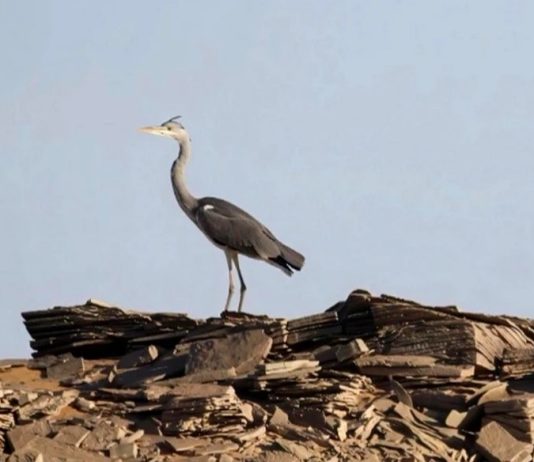 Illizi : recensement de plus d’un millier d’oiseaux migrateurs nicheurs