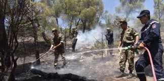 Lutte contre les feux de forêt: Toutes les unités de l’ANP mobilisées sur le terrain