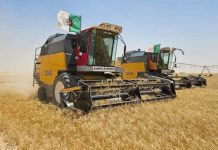 Tébessa: Une production attendue de plus de 600.000 quintaux de céréales
