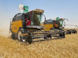 Tébessa: Une production attendue de plus de 600.000 quintaux de céréales