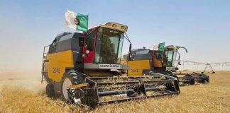 Tébessa: Une production attendue de plus de 600.000 quintaux de céréales