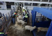 Importation des moutons de l’Aïd 2026: Treize mis en cause écroués dans un vaste dossier de fraude