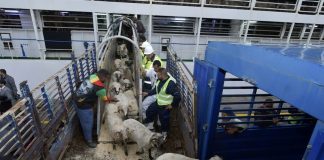 Importation des moutons de l’Aïd 2026: Treize mis en cause écroués dans un vaste dossier de fraude