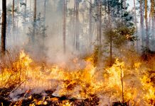 Pluies diluviennes, feu de forêts, le réchauffement climatique: Une menace planétaire