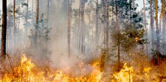 Pluies diluviennes, feu de forêts, le réchauffement climatique: Une menace planétaire