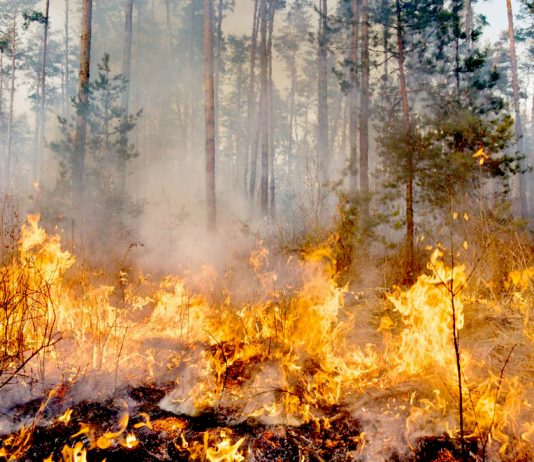 Pluies diluviennes, feu de forêts, le réchauffement climatique: Une menace planétaire