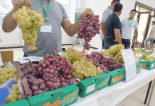 Avec plusieurs variétés de raisins: Aïn Témouchent renoue avec sa tradition viticole