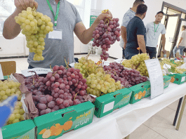 Avec plusieurs variétés de raisins: Aïn Témouchent renoue avec sa tradition viticole