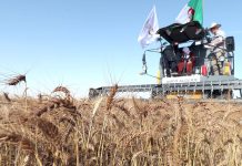 Agriculture: Record de production de blé et d’orge à Tiaret