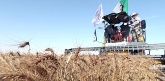 Agriculture: Record de production de blé et d’orge à Tiaret