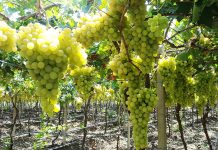 Avec plusieurs variétés de raisins: Aïn Témouchent renoue avec sa tradition viticole