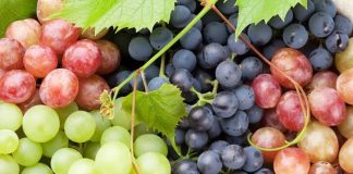 Première wilaya productrice avec 53 % de la récolte nationale: Boumerdès vise 3,3 millions de quintaux de raisin