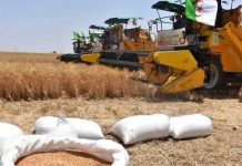 Face aux tensions du marché mondial du blé: L’Algérie sécurise sa souveraineté céréalière