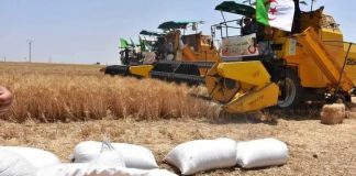 Face aux tensions du marché mondial du blé: L’Algérie sécurise sa souveraineté céréalière