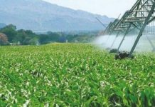 Agriculture verte: La FAO fixe sept priorités face aux défis hydriques de l’Algérie