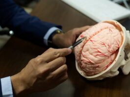 Notre cerveau est-il dépassé par la vie moderne ?