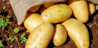 Régulation du marché: Le ministère du Commerce plafonne les prix de la pomme de terre