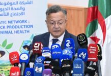 300 chercheurs mobilisés avec la diaspora: L’Algérie mise sur une nouvelle race ovine et des aliments innovants
