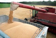 Marché des céréales: L’OAIC lance aujourd’hui un nouvel appel d’offres pour l’achat de blé tendre