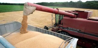 Marché des céréales: L’OAIC lance aujourd’hui un nouvel appel d’offres pour l’achat de blé tendre